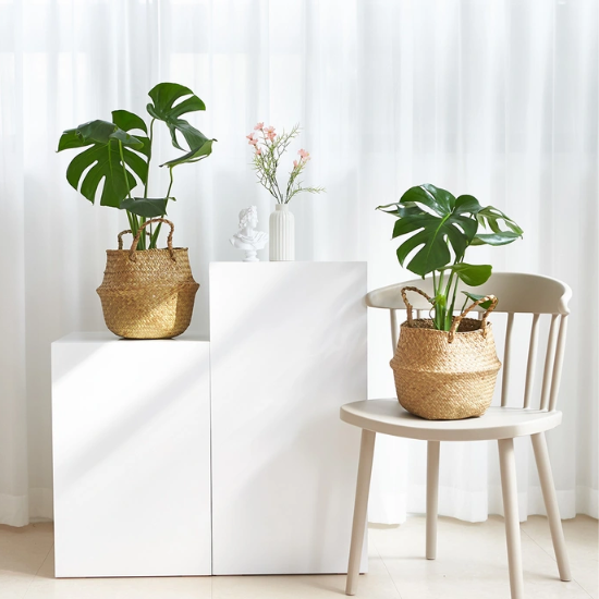 몬스테라 2팩 재배분 40cm